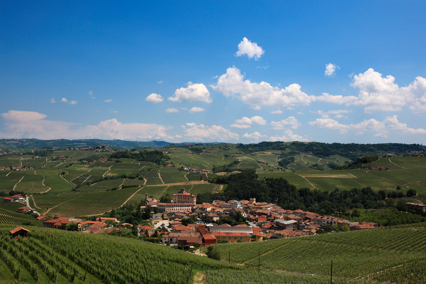 Vini Bianchi Piemonte