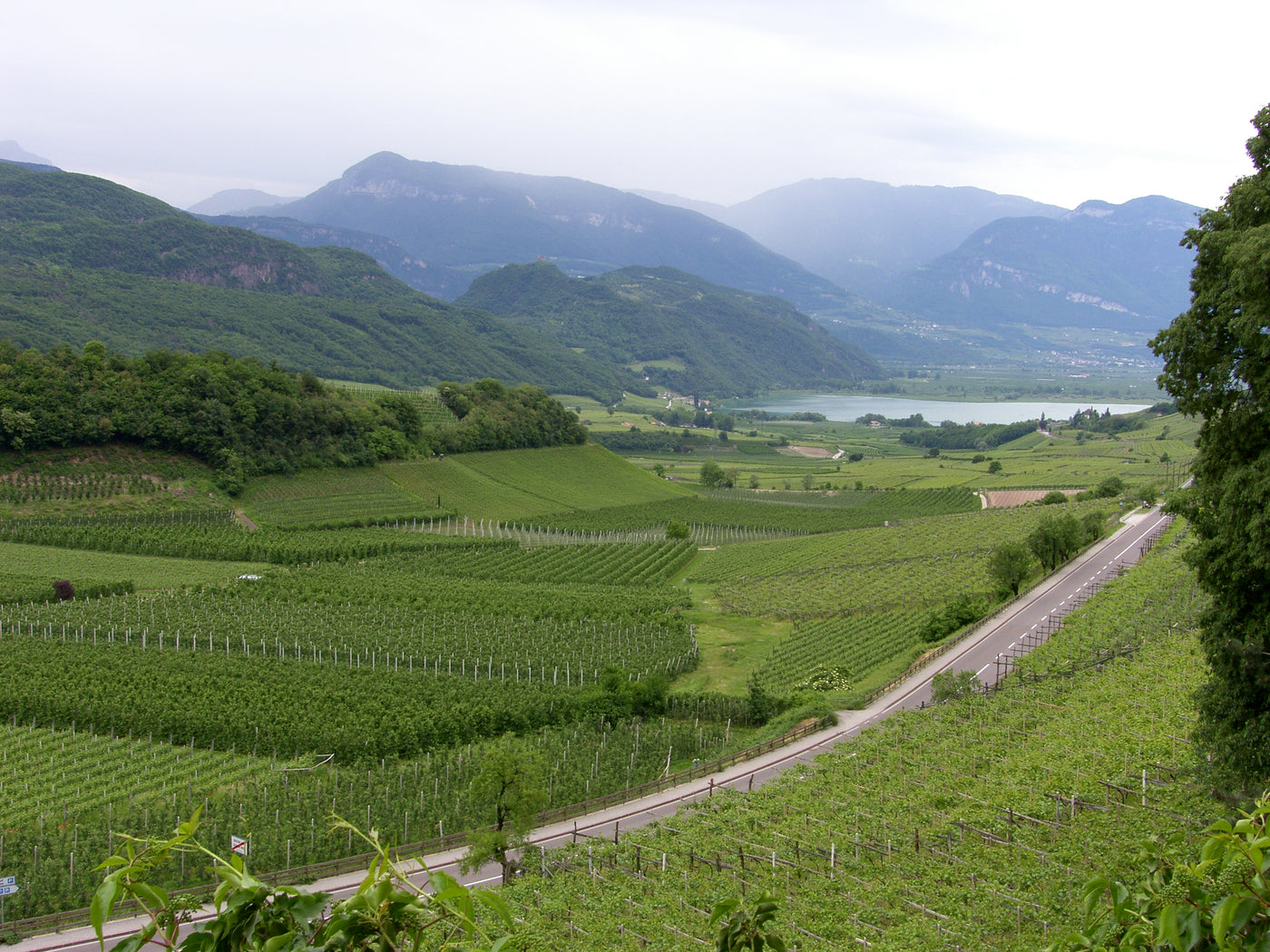 Vini Bianchi Alto Adige