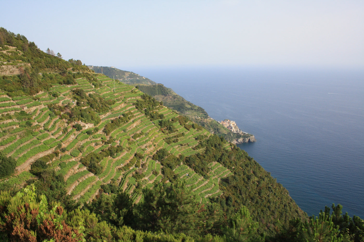 Vini Rosati Liguria