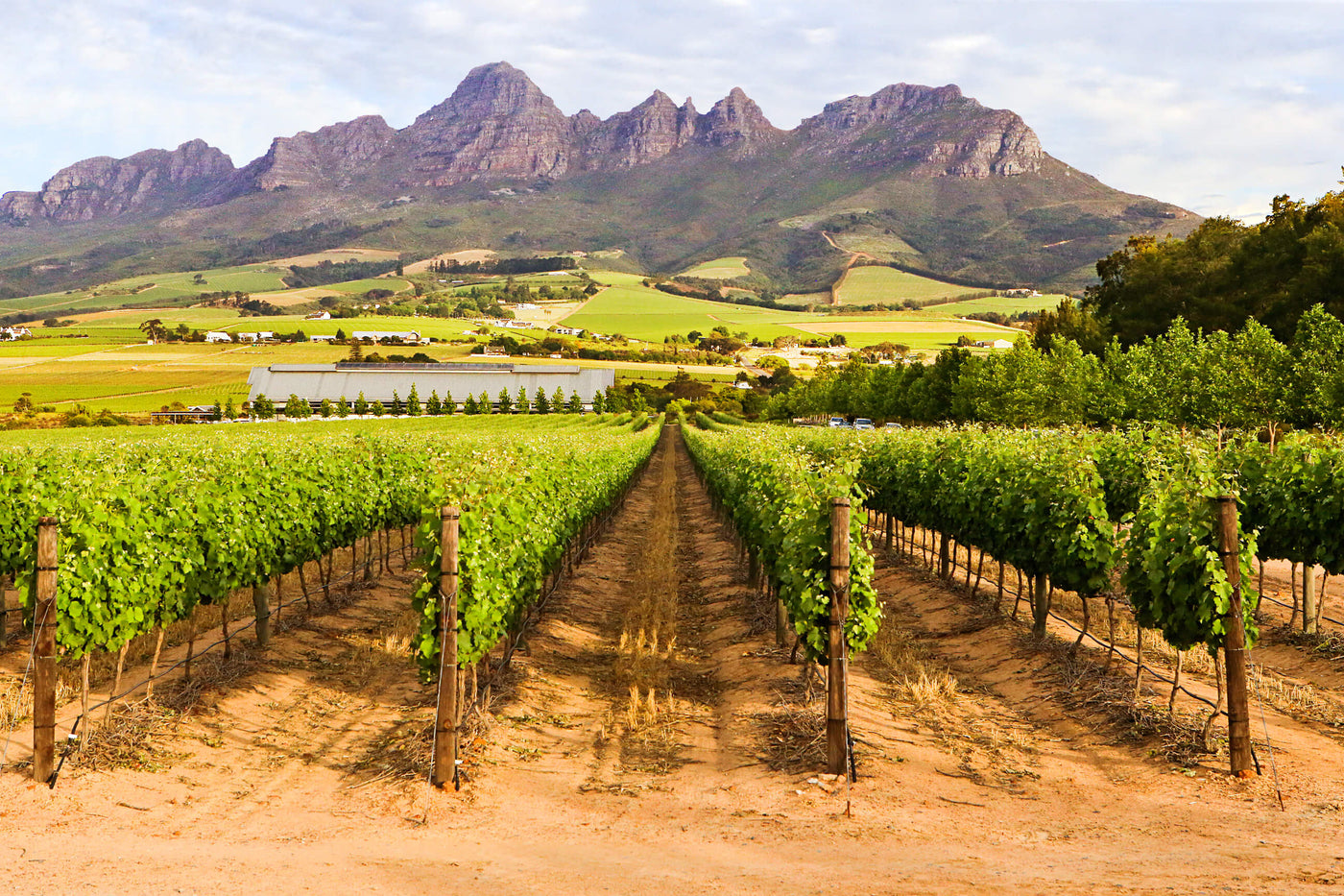 Vini Bianchi Sud Africa