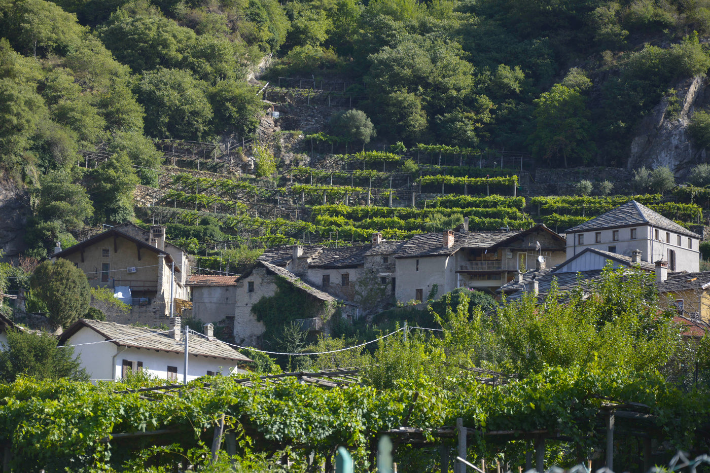 Vini Bianchi Valle d'Aosta